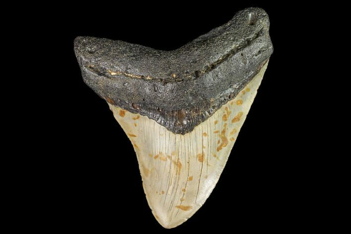 Fossil Megalodon Tooth - North Carolina #109723